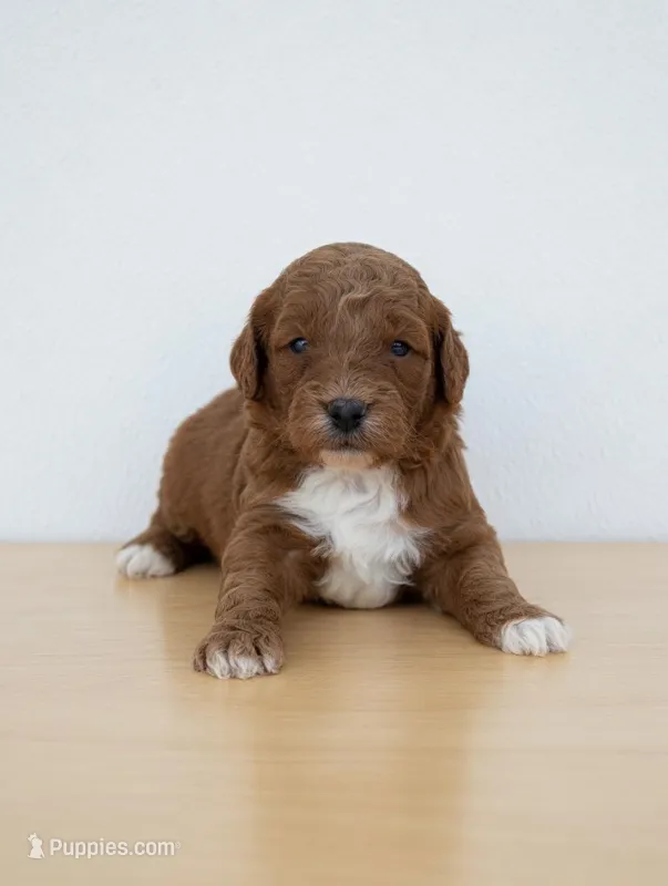 Melody – Miniature Goldendoodle puppy for sale in Bells, TX