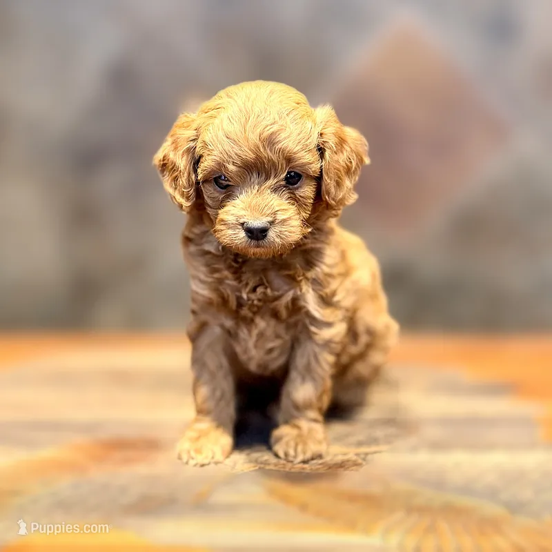Tin Man – Goldendoodle puppy for sale in Bells, TX