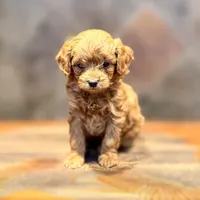 Tin Man, a male Goldendoodle for sale in Bells, TX – 1 of 1