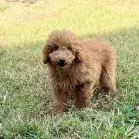 Harry, a male Poodle - Miniature  for sale in Bells, TX – 2 of 2
