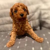 Lucy, a female Poodle - Toy  for sale in Bells, TX – 1 of 1