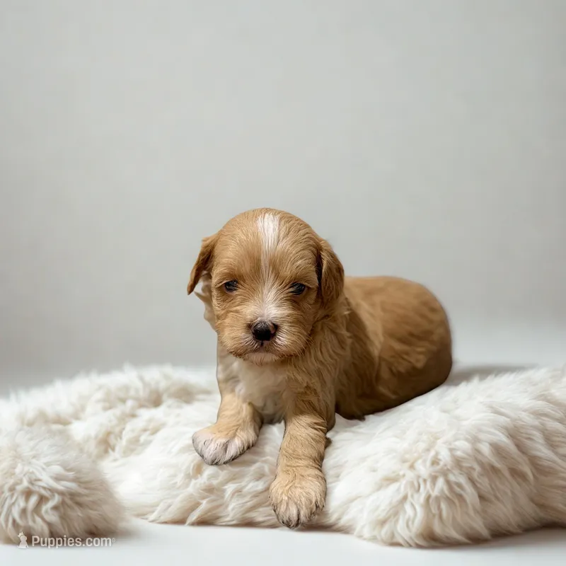 Bella – Maltipoo puppy for sale in Bells, TX