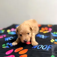 Peter, a male Pomapoo for sale in Bells, TX – 2 of 3