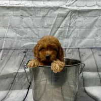 Ziva, a female Goldendoodle and Poodle - Toy  for sale in Bells, TX – Photo 4 of 5