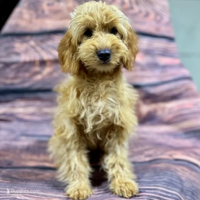 Ziva, a female Goldendoodle and Poodle - Toy  for sale in Bells, TX – Photo 1 of 5