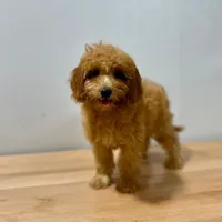 Ziva, a female Goldendoodle and Poodle - Toy  for sale in Bells, TX – Photo 3 of 5