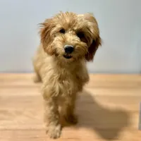Ziva, a female Goldendoodle and Poodle - Toy  for sale in Bells, TX – Photo 2 of 5