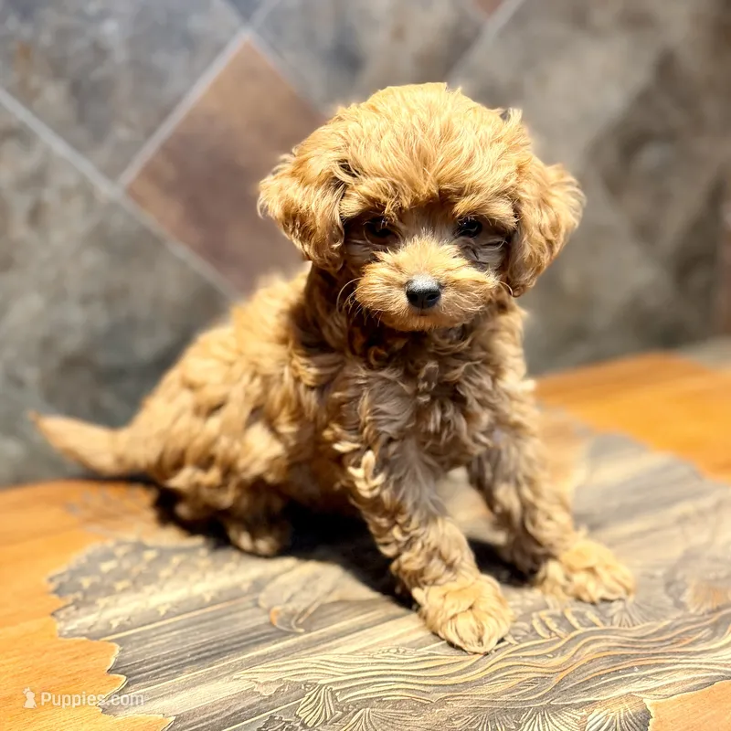 Tin Man – Goldendoodle puppy for sale in Bells, TX