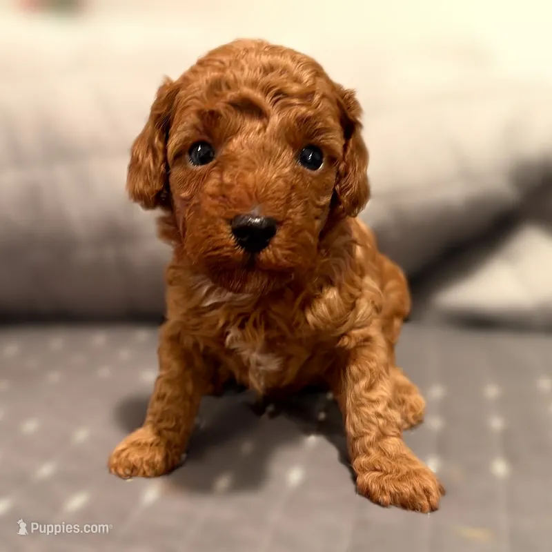 Peter – Poodle - Toy  puppy for sale in Bells, TX