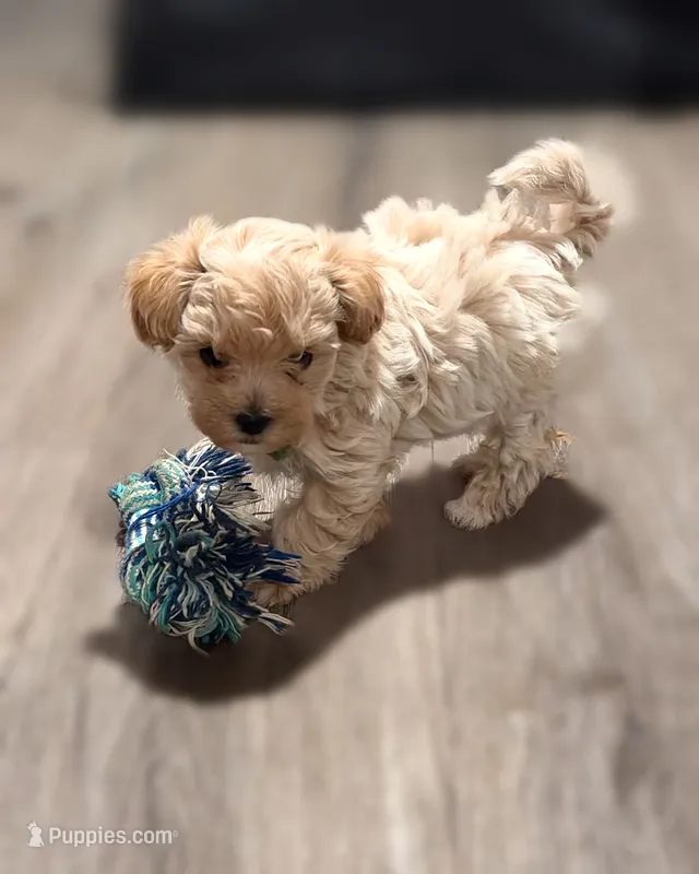 Isabela – Maltipoo puppy for sale in Bells, TX