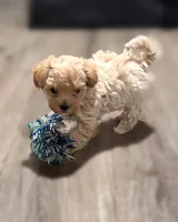 Isabela, a female Maltipoo for sale in Bells, TX – 1 of 1