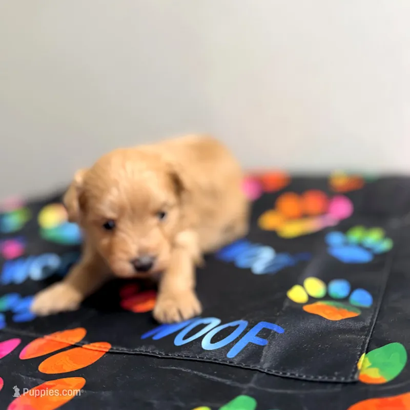 Peter – Pomapoo puppy for sale in Bells, TX