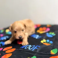Peter, a male Pomapoo for sale in Bells, TX – 1 of 3