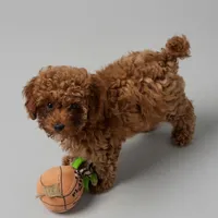 Jellybean, a female Poodle - Miniature  for sale in Bells, TX – Photo 2 of 2