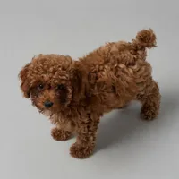 Jellybean, a female Poodle - Miniature  for sale in Bells, TX – Photo 1 of 2