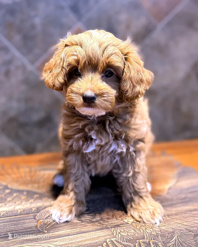 Lion – Goldendoodle puppy for sale in Bells, TX