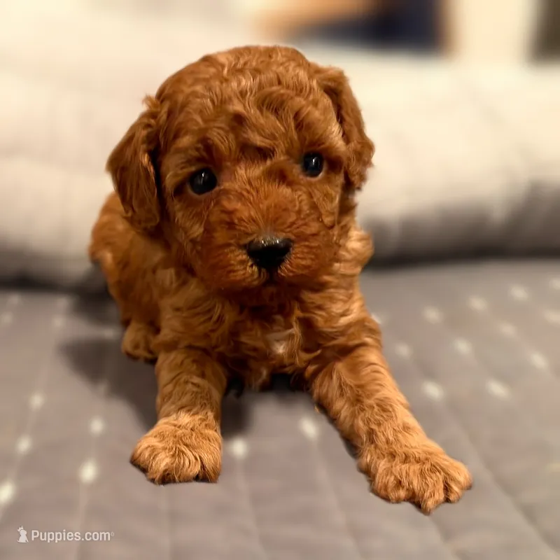 Edmund – Poodle - Toy  puppy for sale in Bells, TX