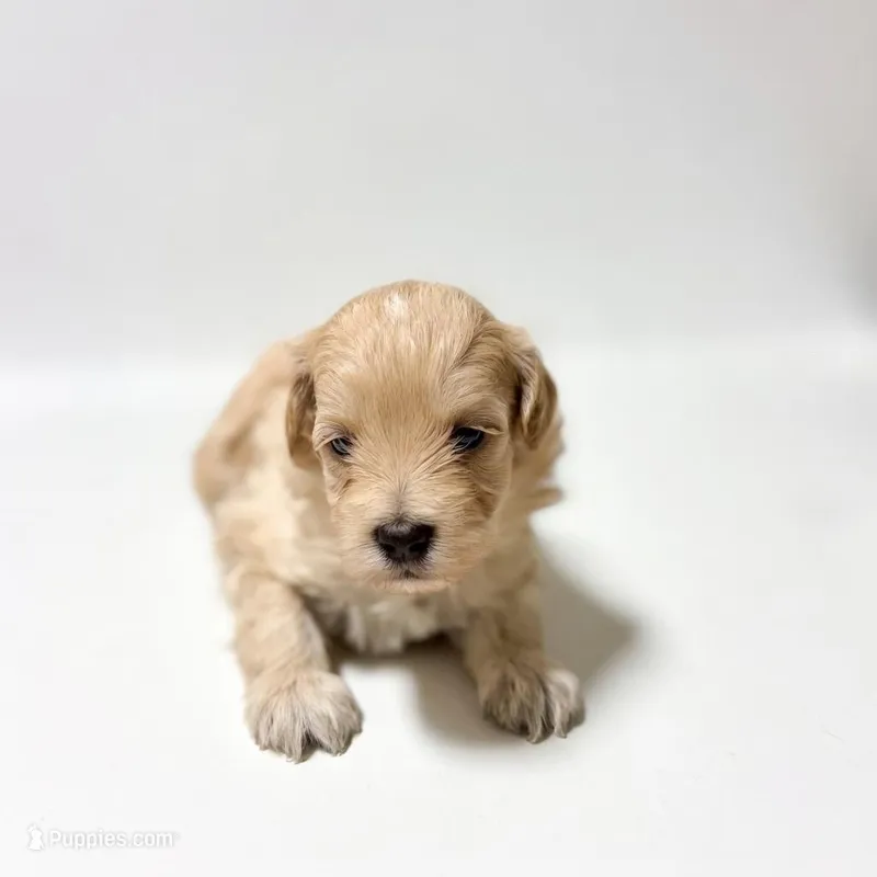 Milo – Maltipoo puppy for sale in Bells, TX