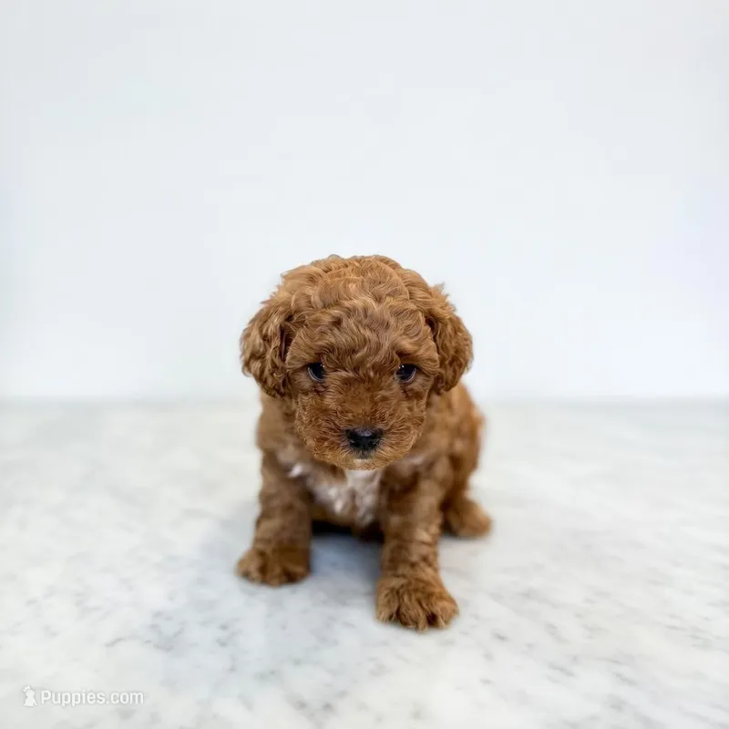 Courage (The Brave Lion-inspired boy) – Miniature Goldendoodle puppy for sale in Bells, TX