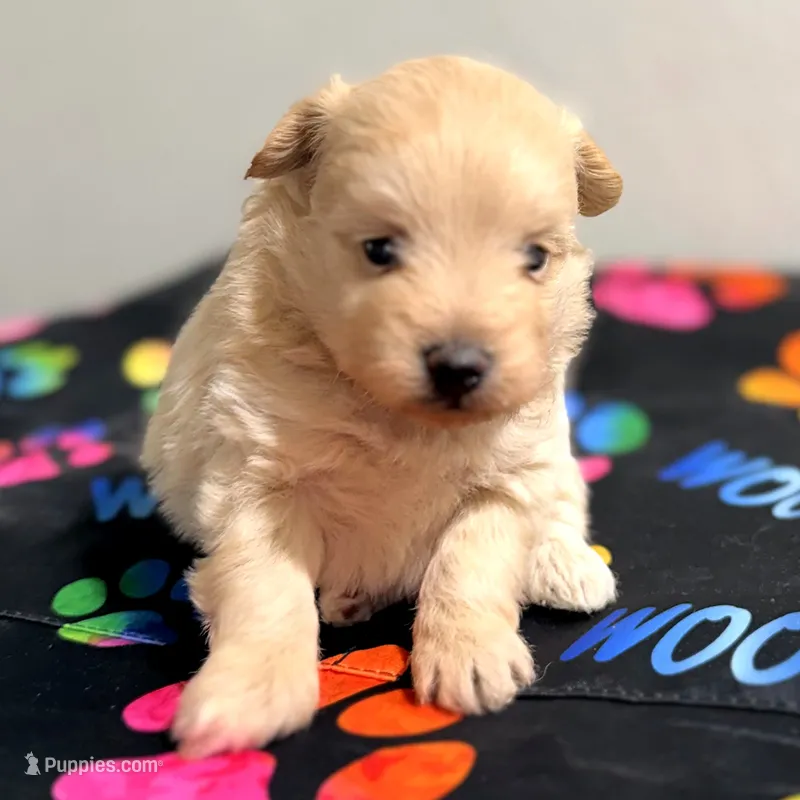 Wendy – Pomapoo puppy for sale in Bells, TX