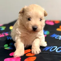Wendy, a female Pomapoo for sale in Bells, TX – 1 of 4