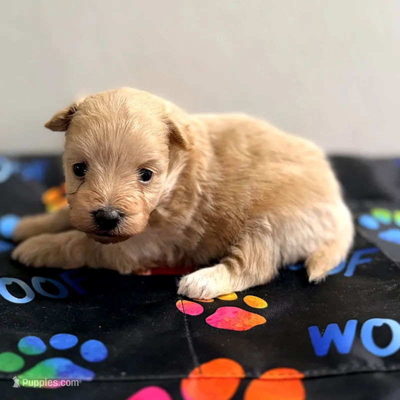 Tiger Lily – Pomapoo puppy for sale in Bells, TX
