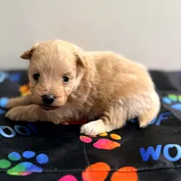 Tiger Lily, a female Pomapoo for sale in Bells, TX – 1 of 3