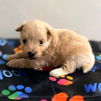 Tiger Lily, a female Pomapoo for sale in Bells, TX – 2 of 3