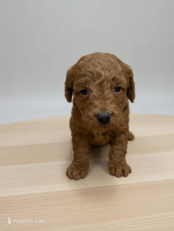 Flounder  – Miniature Goldendoodle puppy for sale in Bells, TX