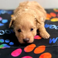 Tinker Bell, a female Pomapoo for sale in Bells, TX – 3 of 6