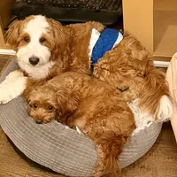 Simon, a male Miniature Bernedoodle for sale in Bells, TX – Photo 1 of 3