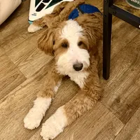 Simon, a male Miniature Bernedoodle for sale in Bells, TX – Photo 3 of 3