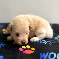 Wendy, a female Pomapoo for sale in Bells, TX – 4 of 4
