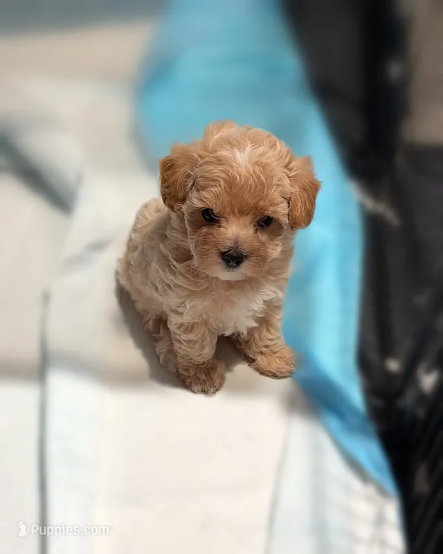 Luisa – Maltipoo puppy for sale in Bells, TX