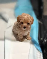 Luisa, a female Maltipoo for sale in Bells, TX – 1 of 1