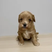 Sebastian , a male Miniature Goldendoodle for sale in Bells, TX – 1 of 1