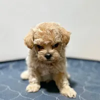 Nick - maltipoo, a male Maltese and Poodle - Toy  for sale in Bells, TX – Photo 1 of 2