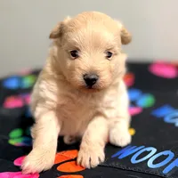 Wendy, a female Pomapoo for sale in Bells, TX – 2 of 4