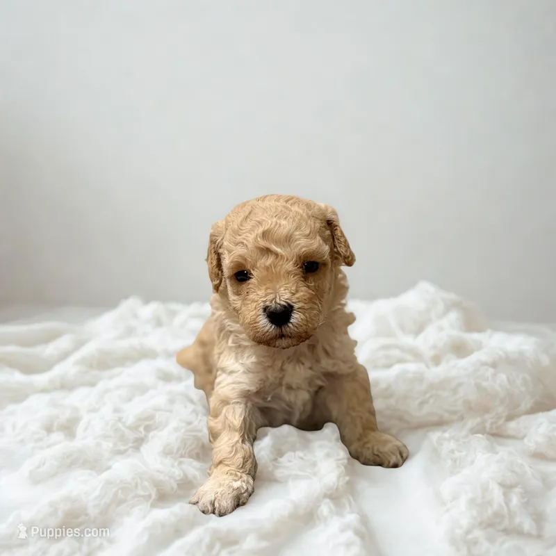 Daisy  – Maltipoo puppy for sale in Bells, TX
