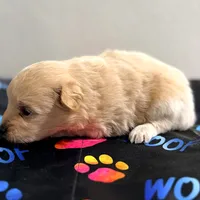 Wendy, a female Pomapoo for sale in Bells, TX – 3 of 4