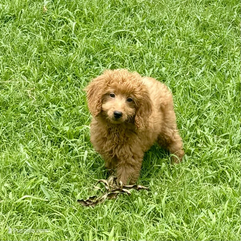 Flounder  – Miniature Goldendoodle puppy for sale in Bells, TX