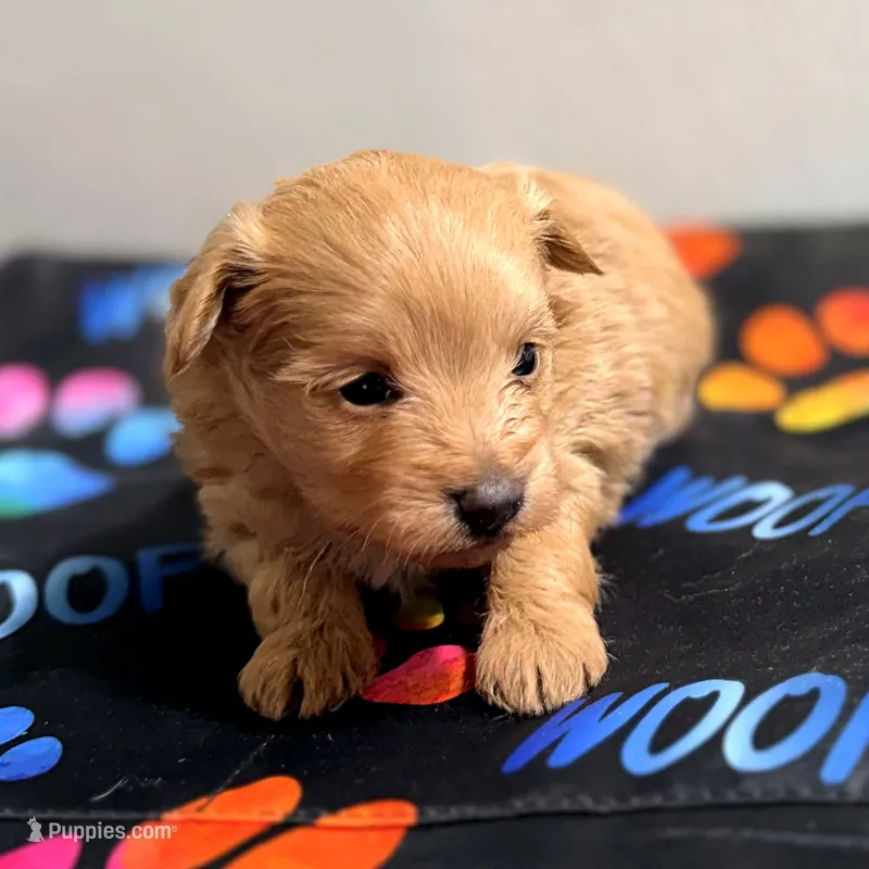 Tinker Bell – Pomapoo puppy for sale in Bells, TX