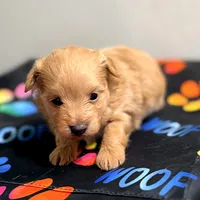 Tinker Bell, a female Pomapoo for sale in Bells, TX – 6 of 6