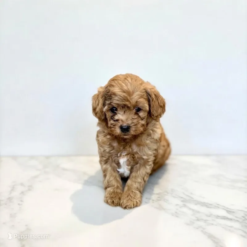 Heart (The Tin Man-inspired boy) – Miniature Goldendoodle puppy for sale in Bells, TX