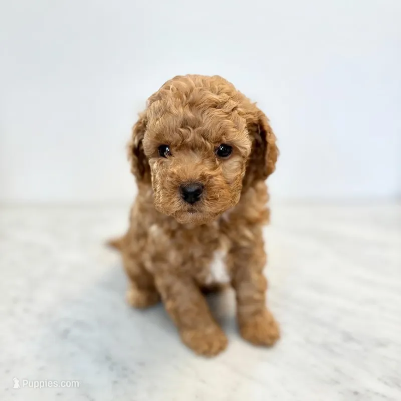 Scout (The Scarecrow-inspired boy) – Miniature Goldendoodle puppy for sale in Bells, TX