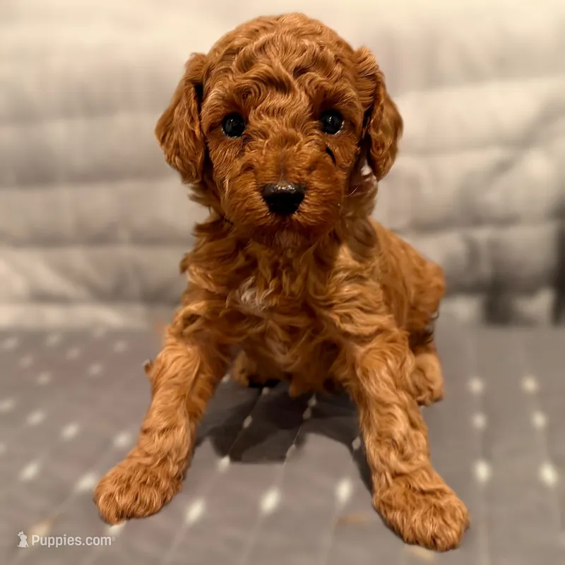 Aslan – Poodle - Toy  puppy for sale in Bells, TX
