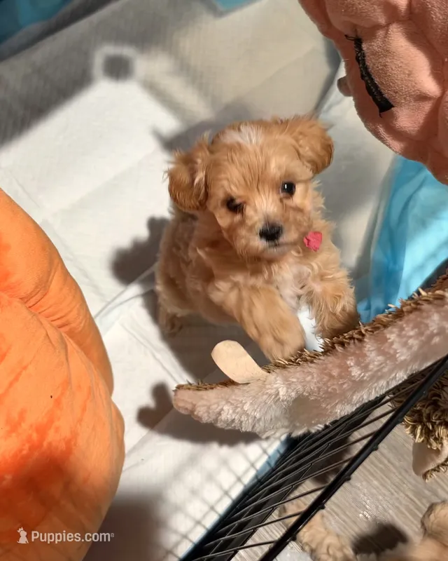 Mirabel – Maltipoo puppy for sale in Bells, TX