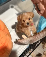 Mirabel, a female Maltipoo for sale in Bells, TX – 1 of 2