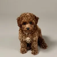 Marshmallow, a male Poodle - Miniature  for sale in Bells, TX – 1 of 2