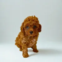 Marshmallow, a male Poodle - Miniature  for sale in Bells, TX – 2 of 2